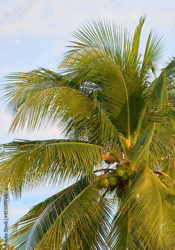 Coconut tree in front of blue sky. Nature background.