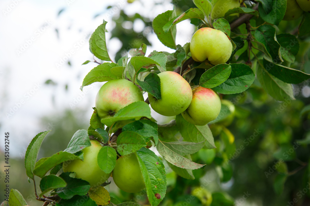 The apples on the tree in summer The apples on the tree in summer