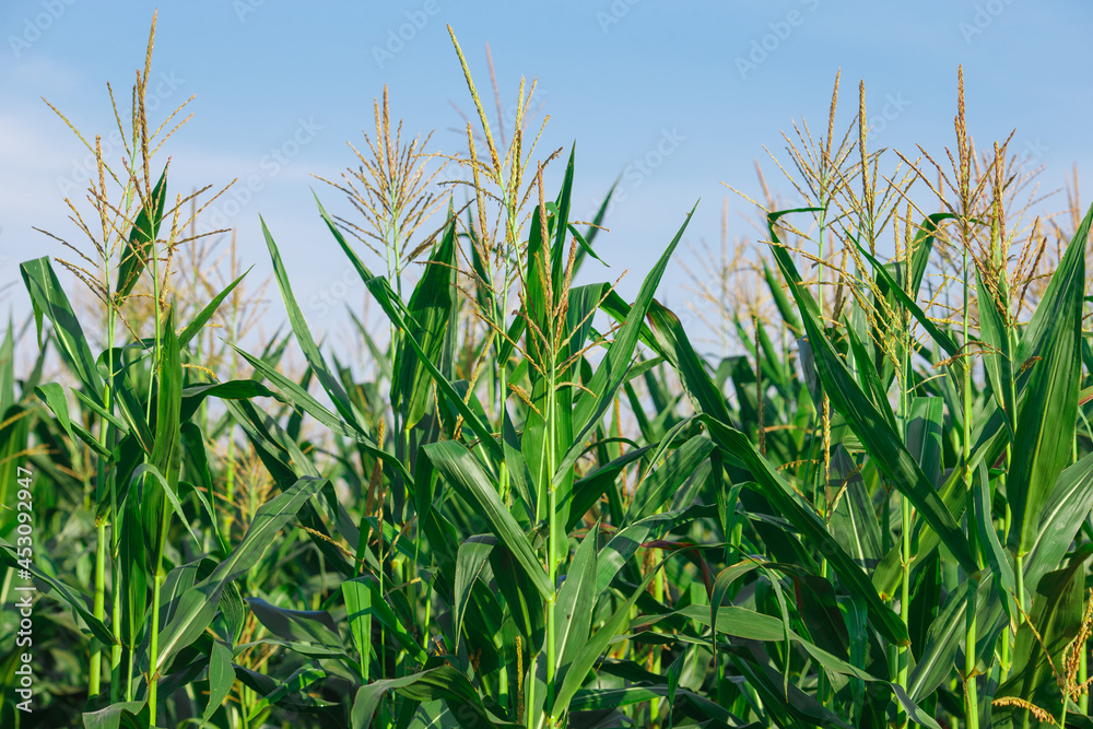 The corn on the field in summer farm