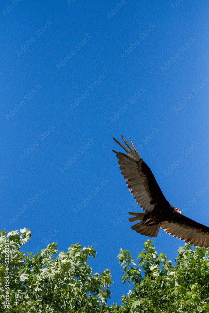 Obraz premium Turkey vulture