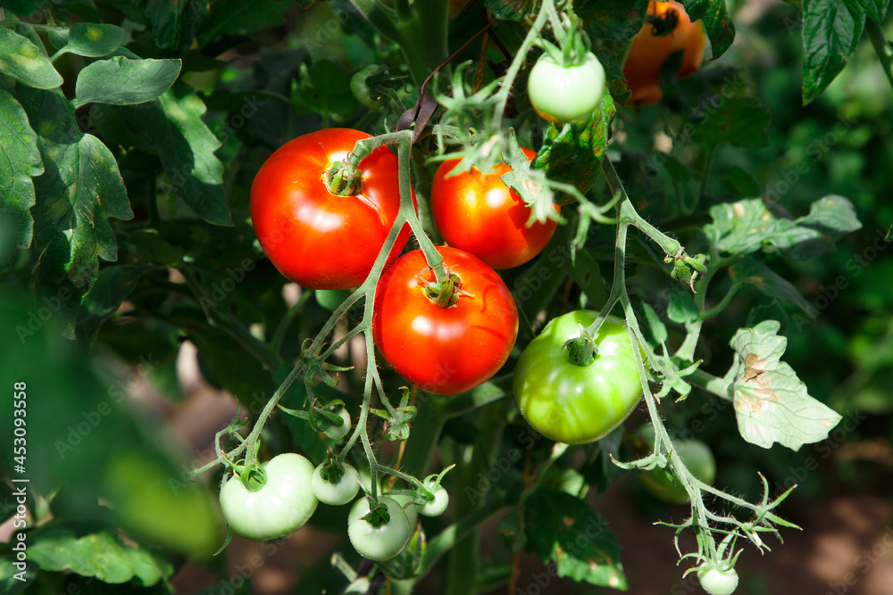 The ripe tomatoes in the garden in summer