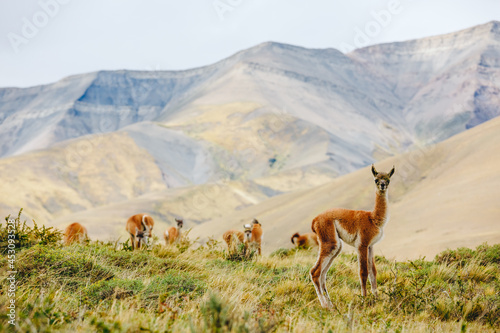 Guanacos on a mountain hill in Patagonia, Chile