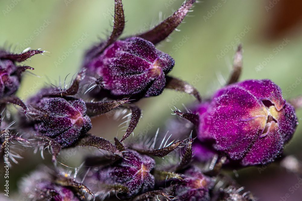 Symphytum officinale flower in the field Symphytum officinale flower in the field