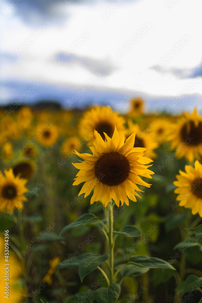lonely sunflower in a flower field evening light green yellow lonely sunflower in a flower field evening light green yellow