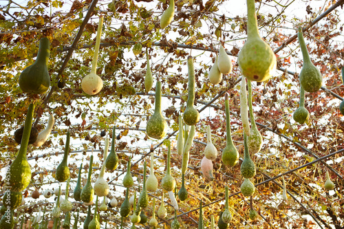 gourd dipper growing in the countryside