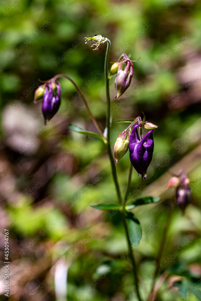 Aquilegia nigricans flower growing in field, macro Aquilegia nigricans flower growing in field, macro