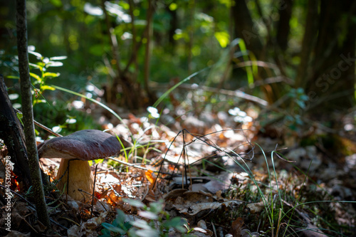 cep mushroom grows under tree