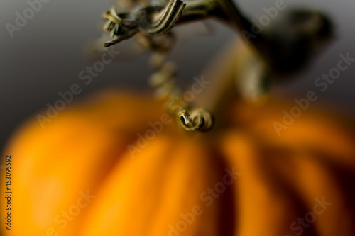 Macro shot of tiny pumpkin with curly stem