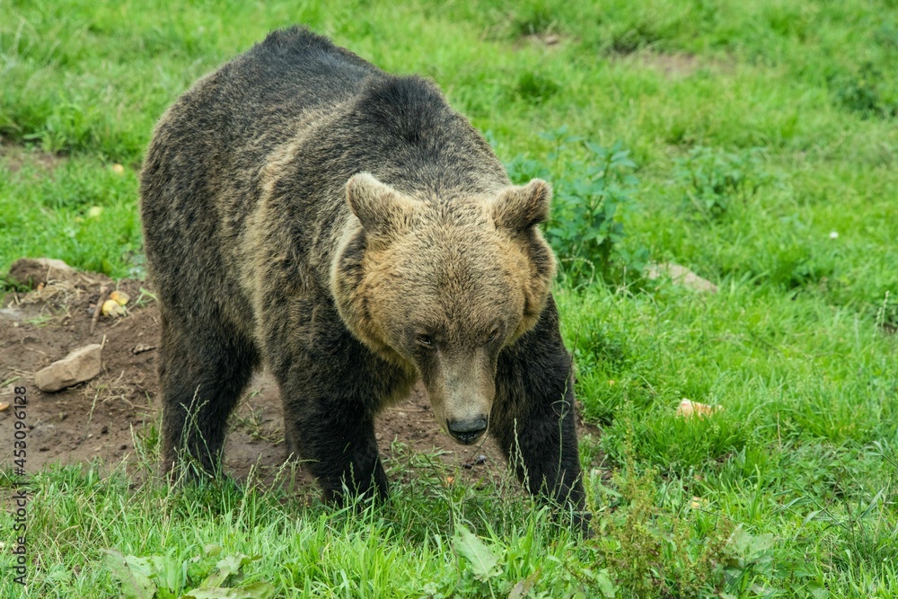 Europäischer Braunbär in einem weitläufigen naturnahen Gehege der Auffangstation (Bärenpark) für misshandelte Bären, Wölfe und Luchse bei Bad Rippoldsau-Schapbach, Baden-Württemberg, Deutschland