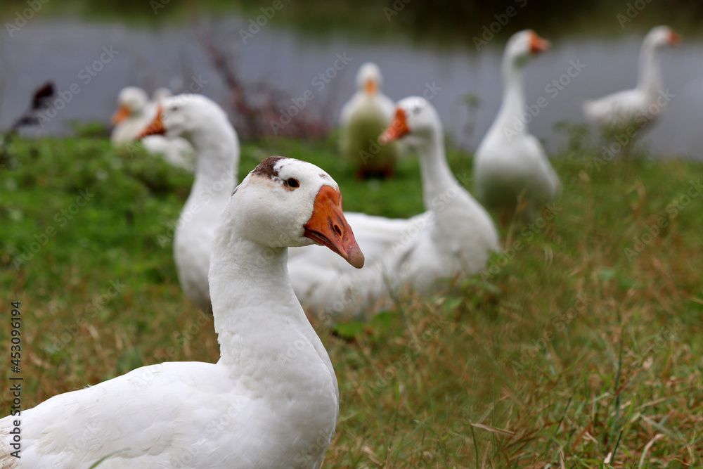 White geese grzing on green grass on a lake coast. Poultry on pasture in a countryside