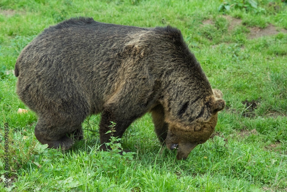 Europäischer Braunbär in einem weitläufigen naturnahen Gehege der Auffangstation (Bärenpark) für misshandelte Bären, Wölfe und Luchse bei Bad Rippoldsau-Schapbach, Baden-Württemberg, Deutschland