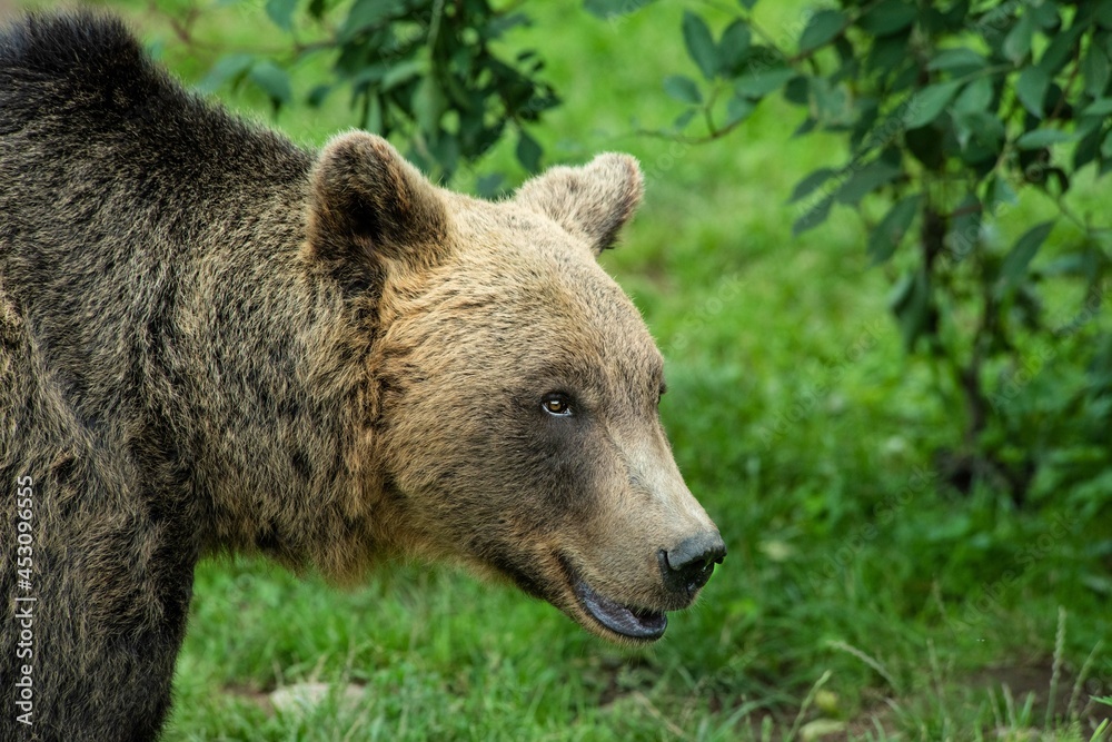 Portrait eines europäischen Braunbären in einem weitläufigen naturnahen Gehege der Auffangstation (Bärenpark) für misshandelte Bären, Wölfe und Luchse bei Bad Rippoldsau-Schapbach, Baden-Württemberg, 