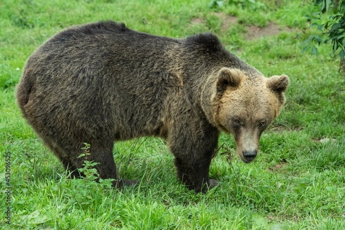 Eropäischer Braunbär in einem weitläufigen naturnahen Gehege der Auffangstation (Bärenpark) für misshandelte Bären, Wölfe und Luchse bei Bad Rippoldsau-Schapbach, Baden-Württemberg, Deutschland photo