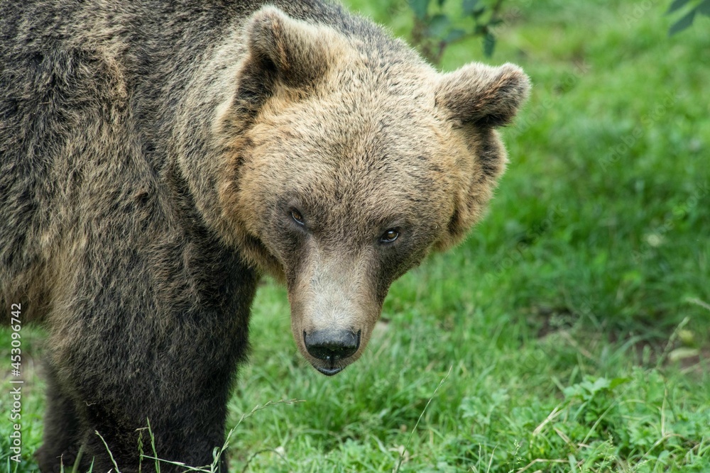 Europäischer Braunbär in einem weitläufigen naturnahen Gehege der Auffangstation (Bärenpark) für misshandelte Bären, Wölfe und Luchse bei Bad Rippoldsau-Schapbach, Baden-Württemberg, 