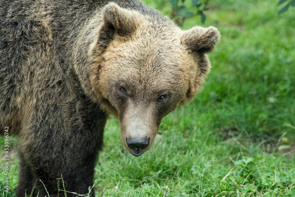 Europäischer Braunbär in einem weitläufigen naturnahen Gehege der Auffangstation (Bärenpark) für misshandelte Bären, Wölfe und Luchse bei Bad Rippoldsau-Schapbach, Baden-Württemberg, Europäischer Braunbär in einem weitläufigen naturnahen Gehege der Auffangstation (Bärenpark) für misshandelte Bären, Wölfe und Luchse bei Bad Rippoldsau-Schapbach, Baden-Württemberg,