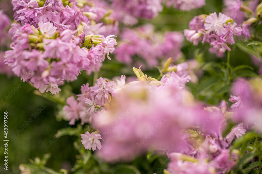 Lavender flower with blurry bokeh background Lavender flower with blurry bokeh background