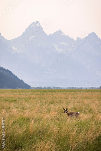 A pronghorn and wildfire haze seen in Grand Teton National Park  WY.