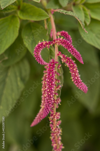 Love lies bleeding amaranthus with green leaves background