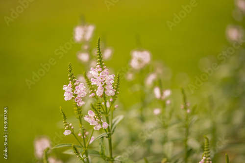 Tiny flowers with creamy green background