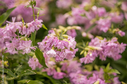 Lavender flowers with blurry bokeh backgraound