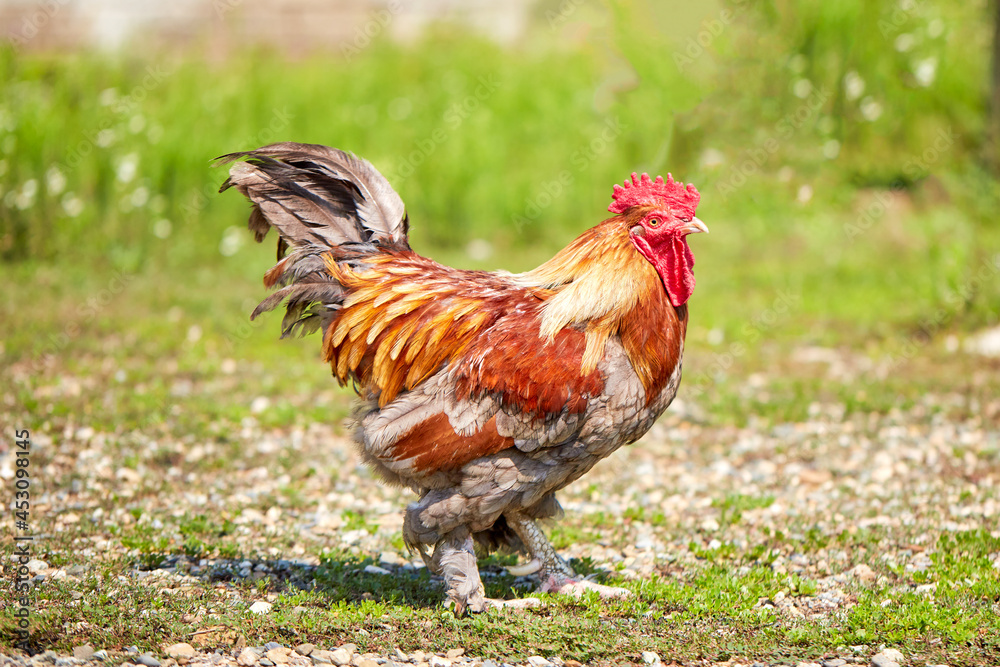A large multi-colored rooster against a background of green grass