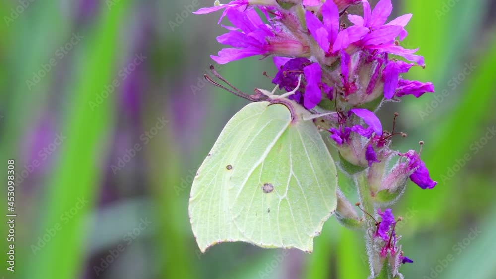 Common Brimstone, Gonepteryx rhamni - butterfly on pink flowers Common Brimstone, Gonepteryx rhamni - butterfly on pink flowers