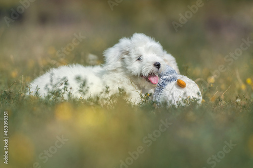 Biały szczeniak leżący w trawie na łące z zabawką pluszakiem pingwinem