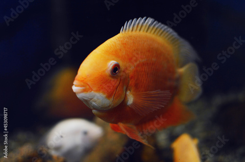 fish in aquarium