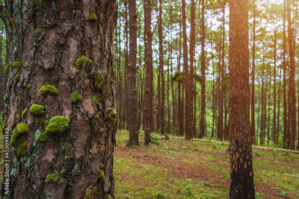 Green Tree trunk and moss,called hard-fern or deer fern in the early spring pine forest nature trail Park. Green Tree trunk and moss,called hard-fern or deer fern in the early spring pine forest nature trail Park.