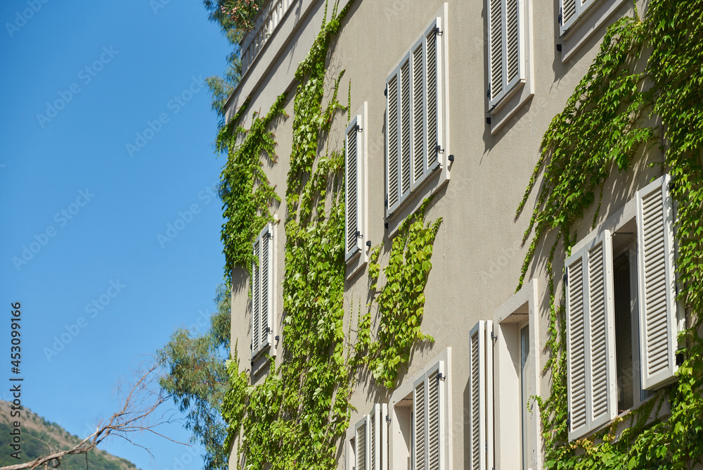 Climbing plant grows along the wall with the windows of a residential building