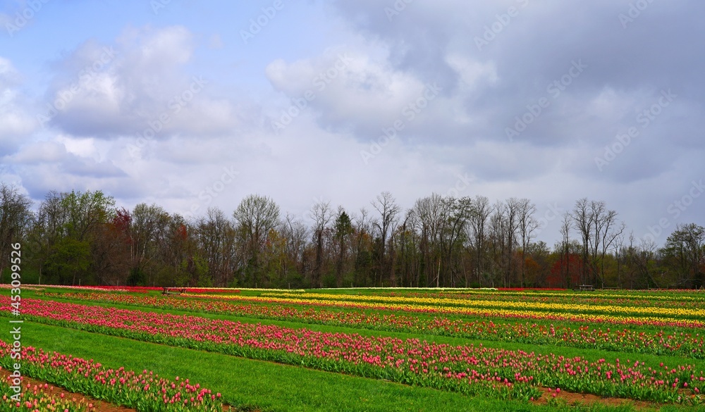 View of a colorful tulip field with flowers in bloom in Cream Ridge, Upper Freehold, New Jersey, United States