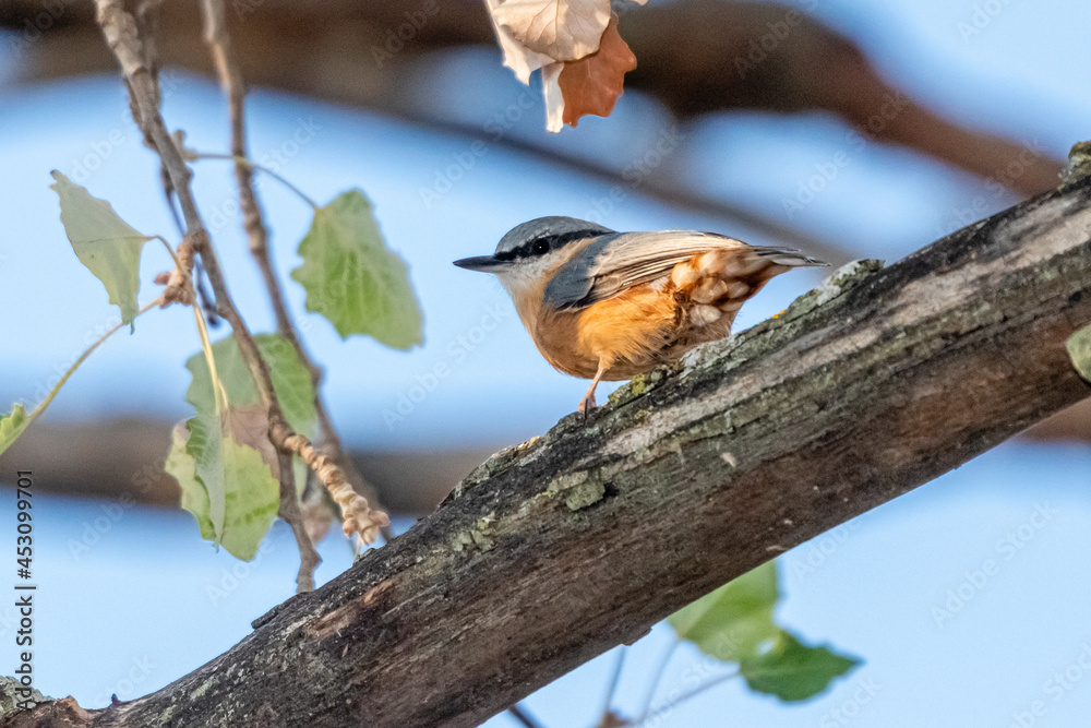 Eurasian Nuthatch perched on a tree branch Eurasian Nuthatch perched on a tree branch