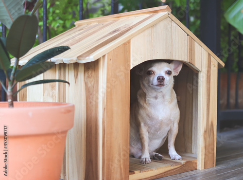 funny fat brown short hair chihuahua dog sitting in wooden doghouse with house plant pot, looking at camera.