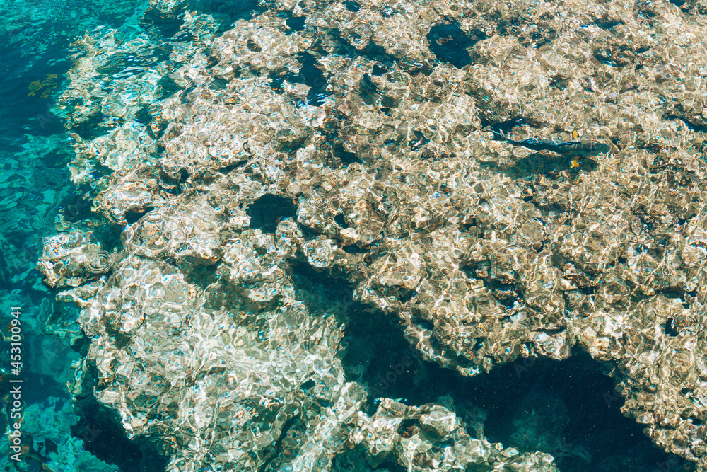 coral reef in the sea coral reef in the sea