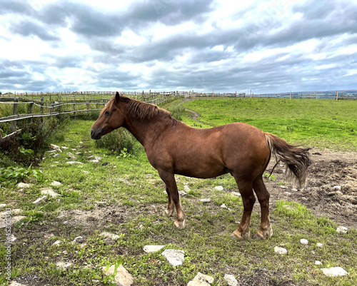 Horse  standing in a large field  on a cloudy day near  Wilsden  Bradford  UK