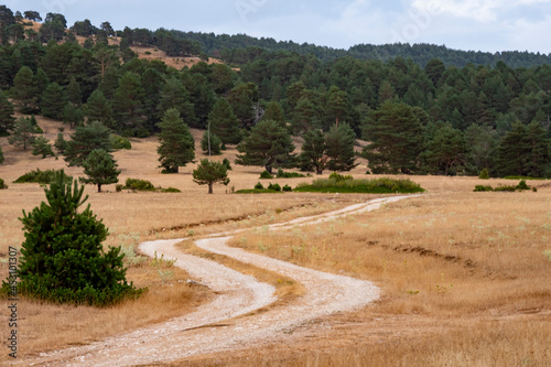 Dirt road in nature