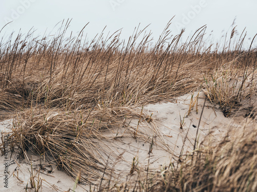 Sand dunes with marram grass