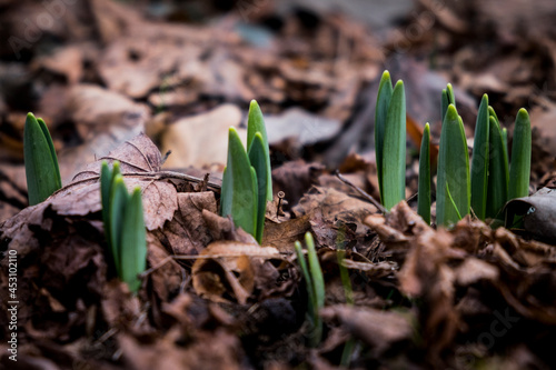 Close-up of growing new plants