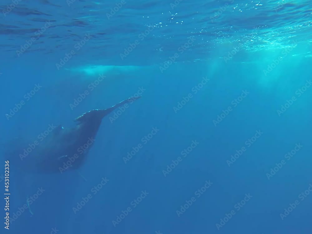 Enjoy this magic moment to swim with family whales under the water in Sainte Marie, Madagascar Enjoy this magic moment to swim with family whales under the water in Sainte Marie, Madagascar