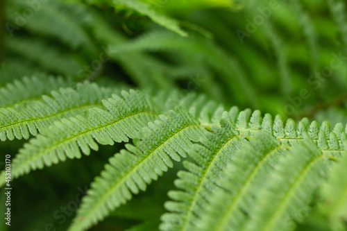Lady fern fronds detail