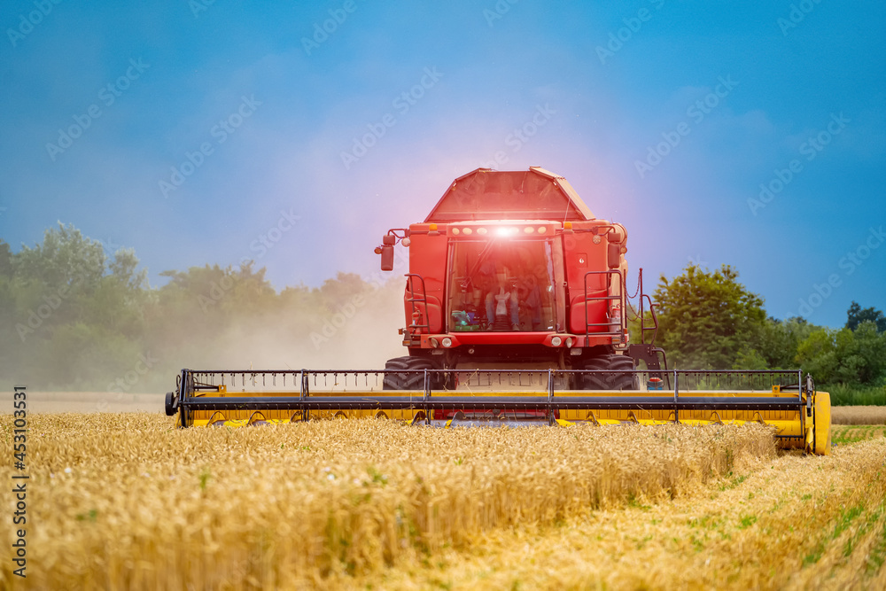 Fototapeta premium Agriculture process in wheat field during the sunny day with blue sky. Heavy technics. Rural landscape. Harvest time