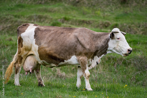 Milk cow eating grass on green meadow. Brown cow grazing fresh grass on pasture. Dairy cow on field in spring