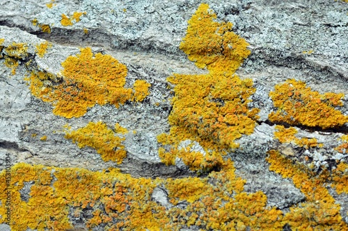 Detalle de Liquen amarillo en la corteza de un tronco de  árbol  photo
