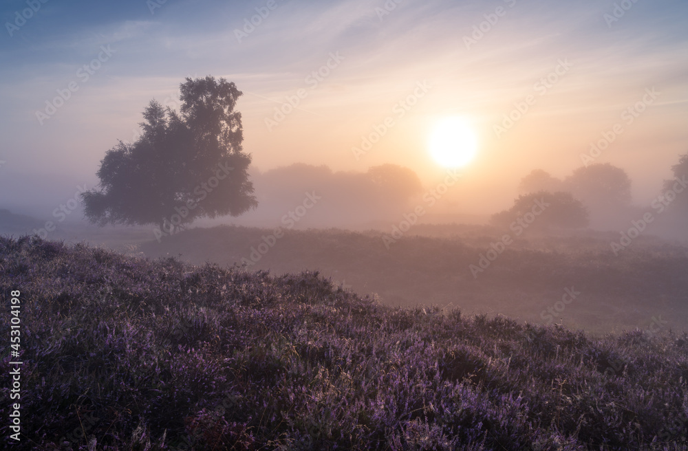 Foggy sunrise over Dutch heath landscape with flowering heather. Drente, the Netherlands.