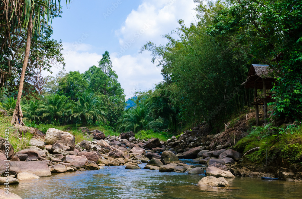 Fototapeta premium mountain river among the trees