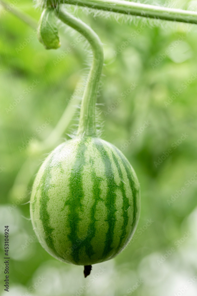 Watermelon fruit plantation on tree in the greenhouse, close up Watermelon fruit plantation on tree in the greenhouse, close up