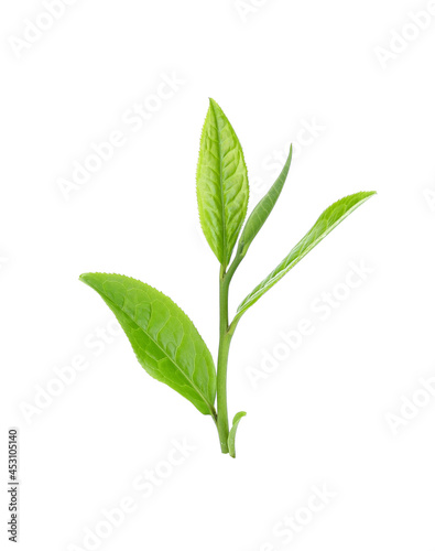 fresh green tea leaf isolated on white background
