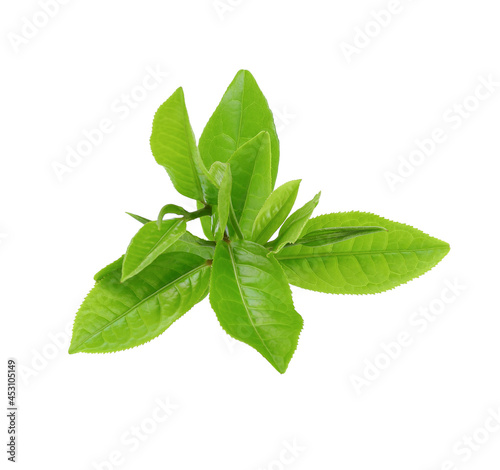 green tea leaf isolated on white background