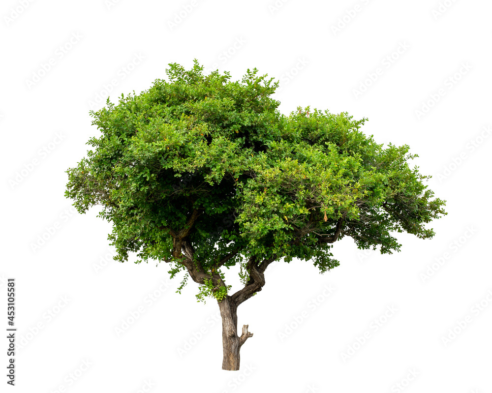 Tree with clipping path isolated on white background.
