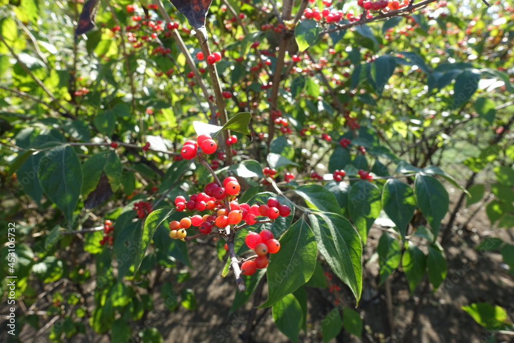 Bright red berries of Amur honeysuckle in October